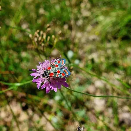 فندق مبيت وإفطار Masseria Pinto